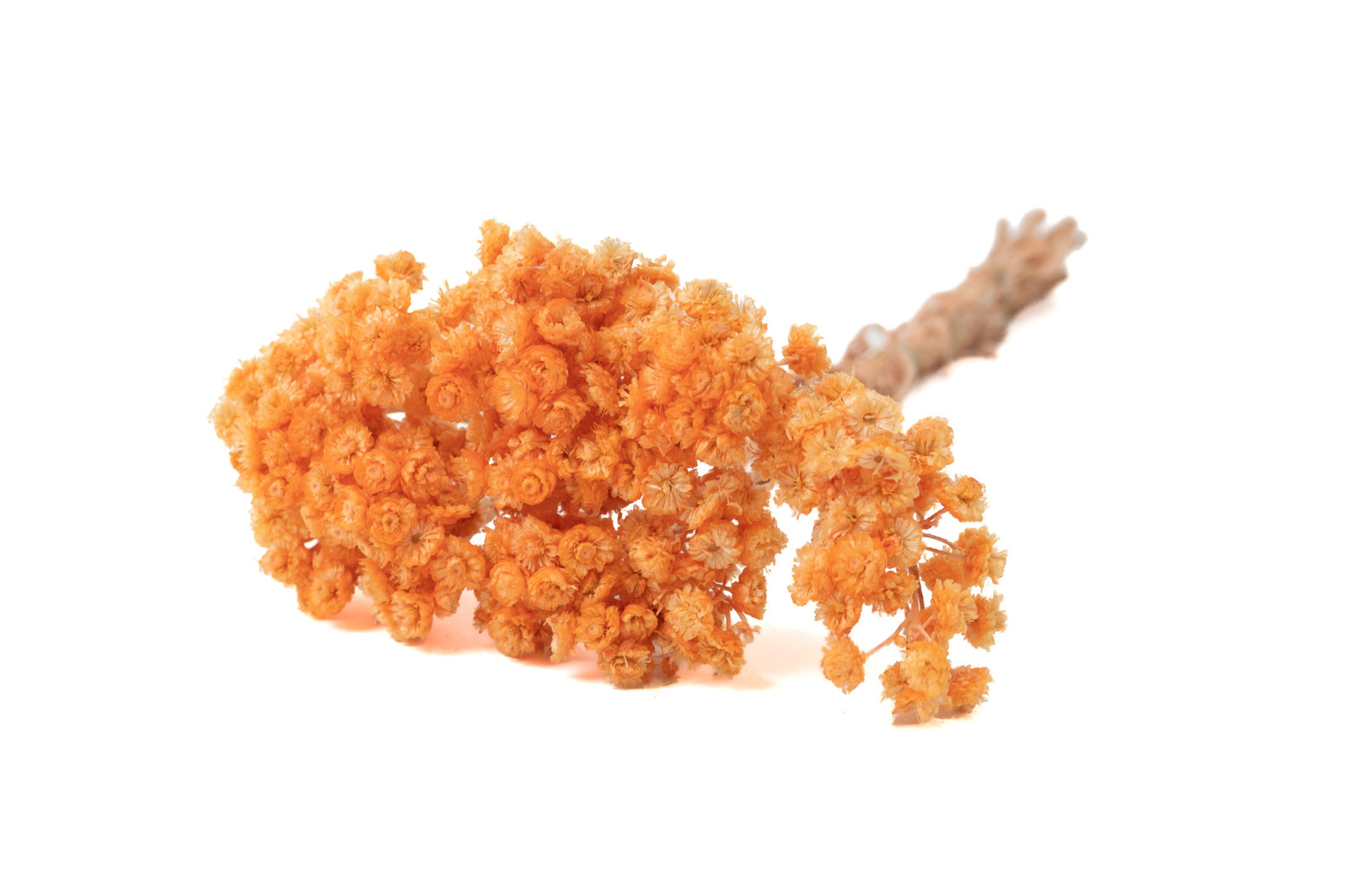 immortelle-sechee-18