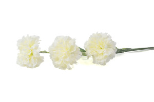 oeillet-artificiel-40.