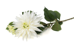 artificial-xl-dahlia-40