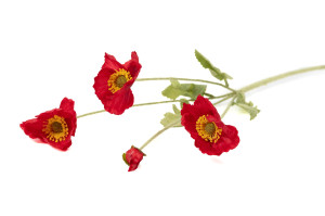 kuenstlicher-mohn-40.