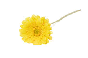 kuenstliche-gerbera-40.