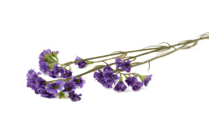 kuenstlicher-strandflieder-40