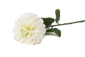 zinnia-artificiel-40.