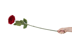 zinnia-artificiel-40.