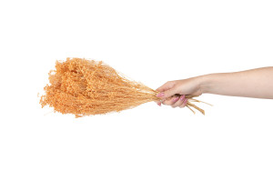 broom-bloom-sec-12.
