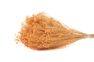 dried-broom-bloom-12.