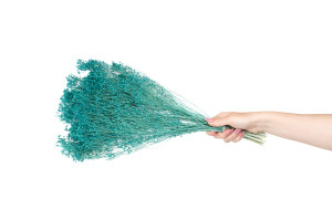 dried-broom-bloom-12.