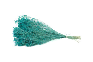 broom-bloom-sec-12.