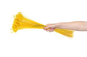 dried-hill-flower-12.