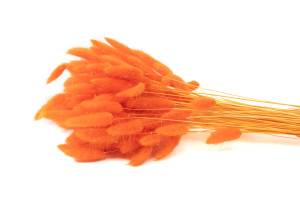 getrockenete-lagurus-12.