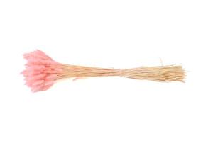 dried-lagurus12.