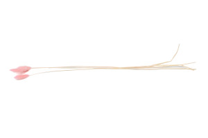 dried-lagurus12.