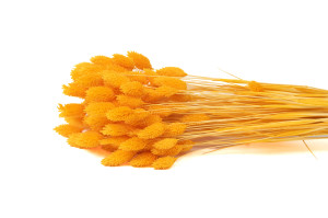 dried-phalaris-12.