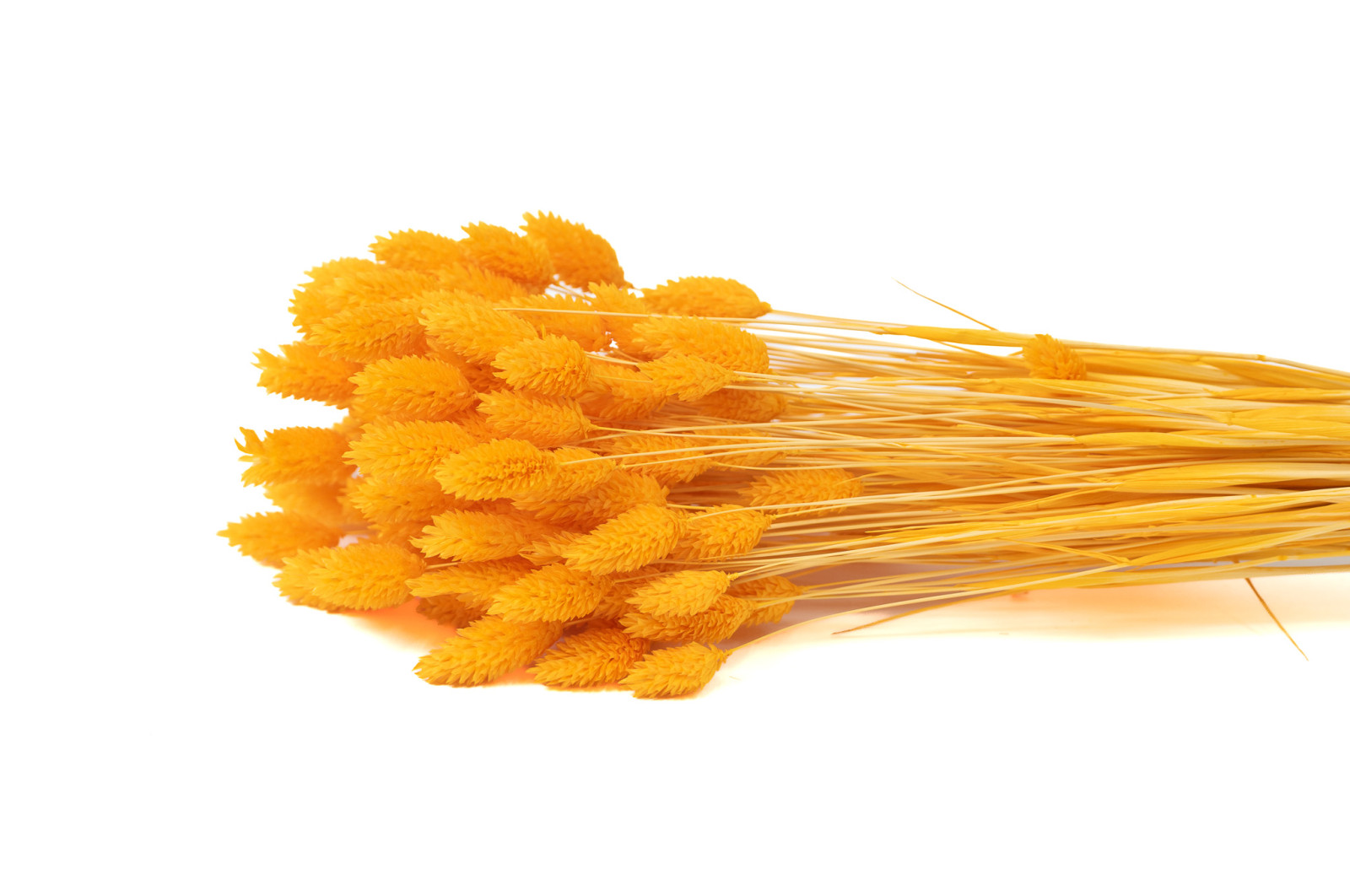 phalaris-sec-12