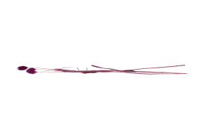phalaris-sec-12.