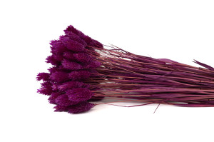 phalaris-sec-12.