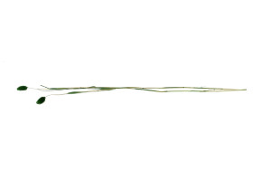 phalaris-sec-12.