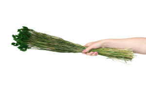 dried-phalaris-12.