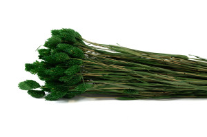 dried-phalaris-12.