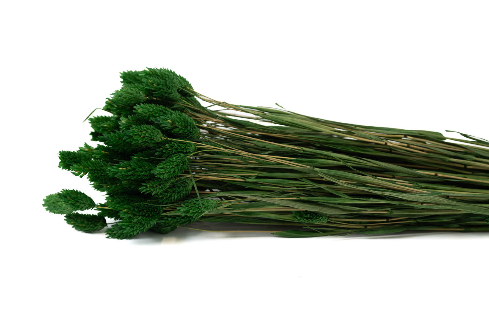 trockenes-phalaris-12