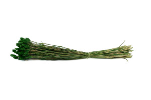 dried-phalaris-12.