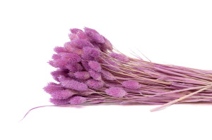 trockenes-phalaris-12.