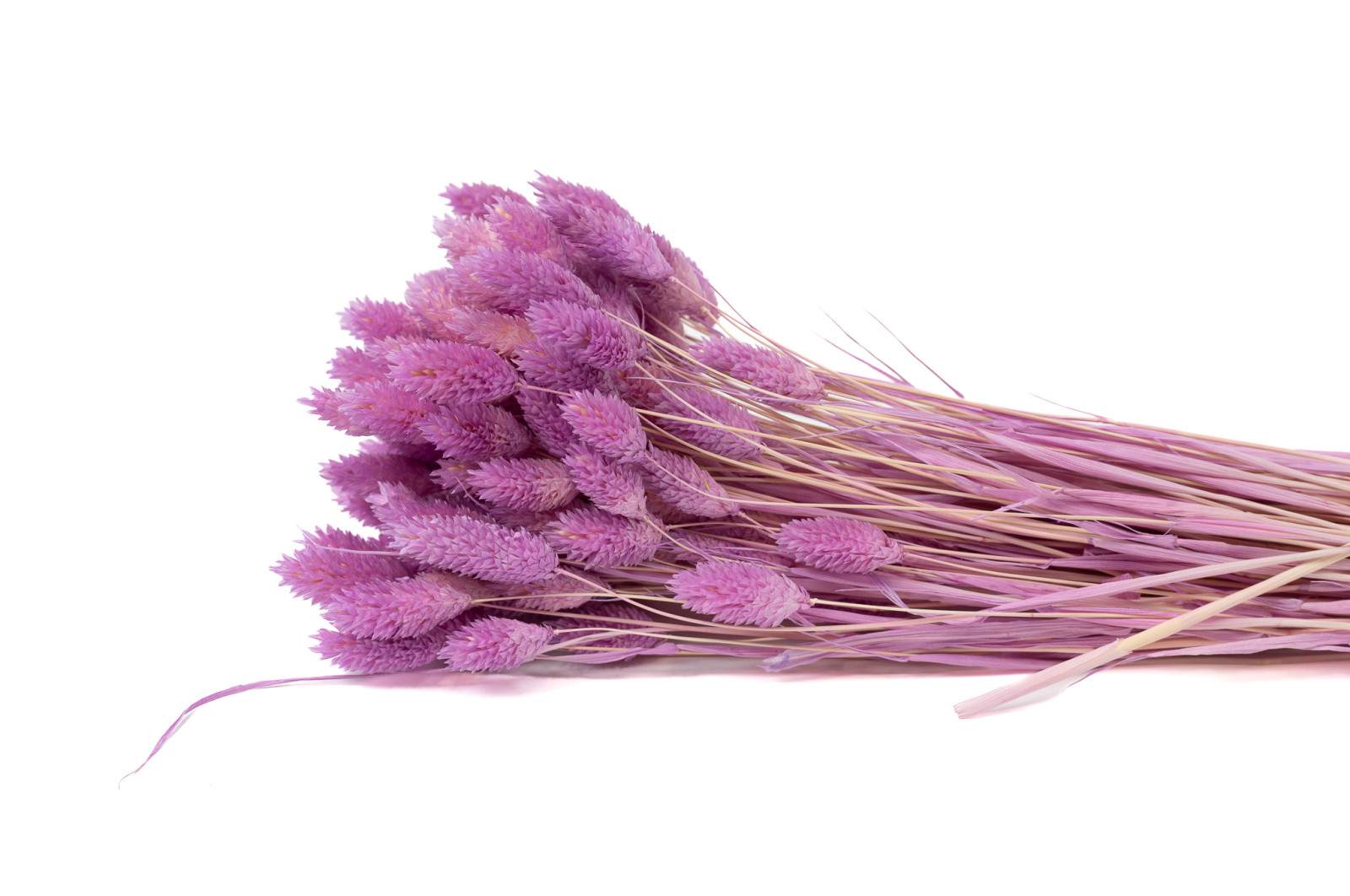 dried-phalaris-12