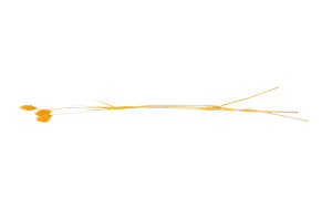 dried-phalaris-12.