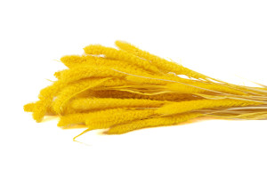 trockene-setaria-12.