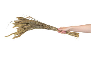 trockene-setaria-12.