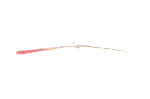 setaria-sec-12.