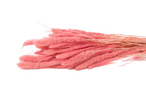 dried-setaria-12.