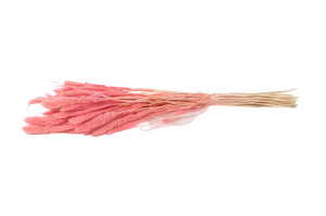 setaria-sec-12.