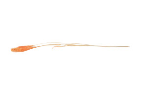 setaria-sec-12.