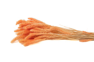 trockene-setaria-12.