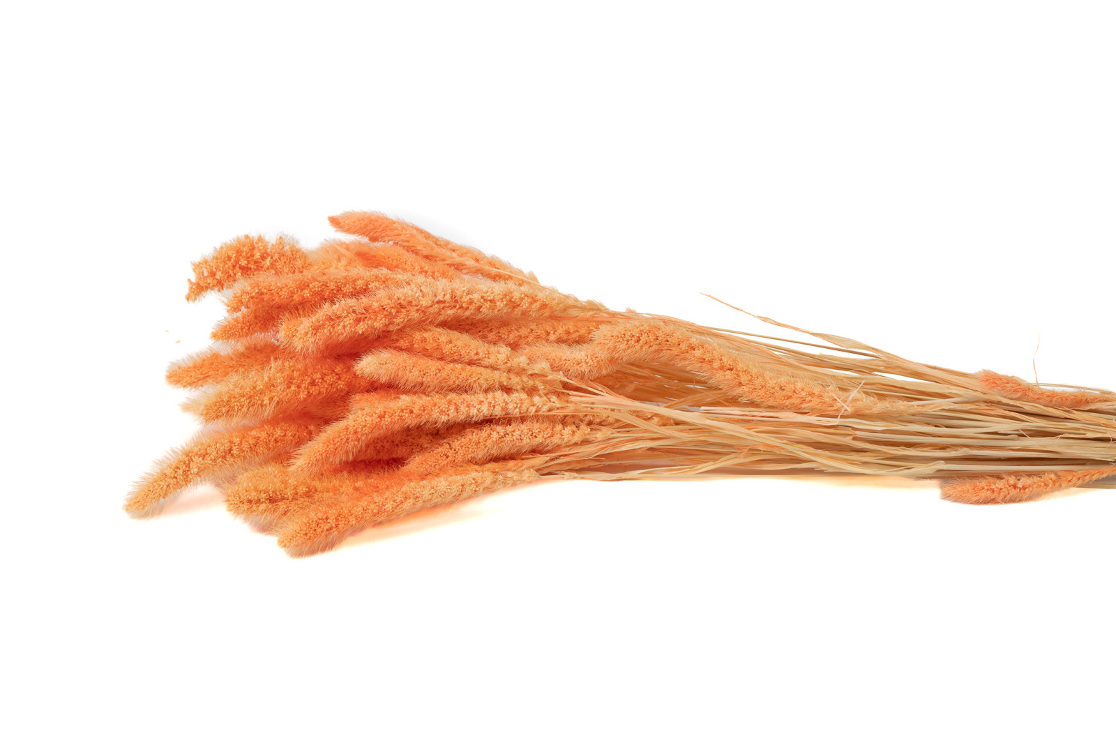 setaria-sec-12