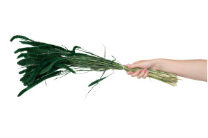 trockene-setaria-12.