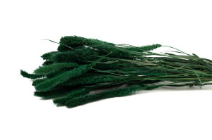 trockene-setaria-12.