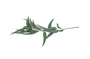 stabilisierte-eukalyptus-willow-11.