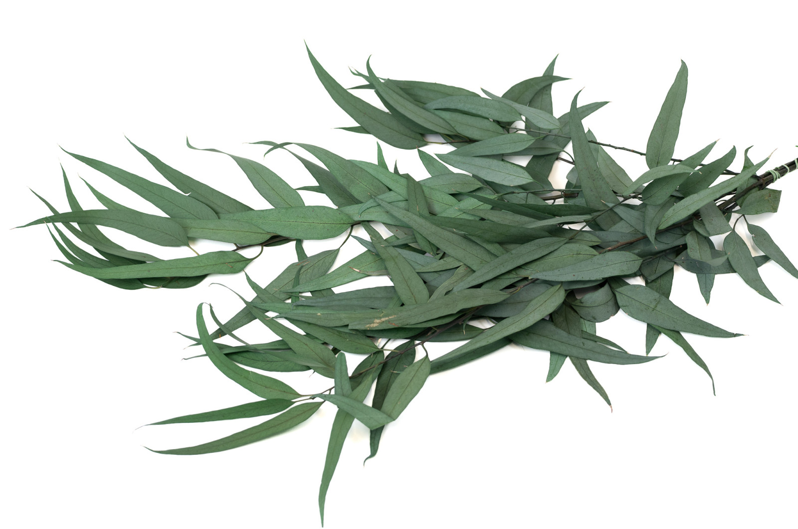 preserved-eucalyptus-willow-11