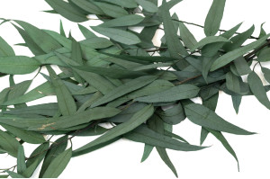 eucalyptus-willow-stabilise-11.