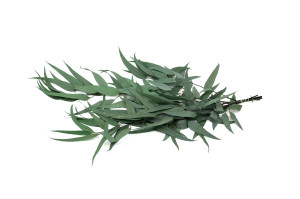 preserved-eucalyptus-willow-11.