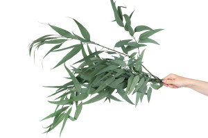 eucalyptus-willow-stabilise-11.