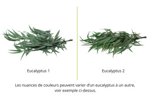 preserved-eucalyptus-willow-11.
