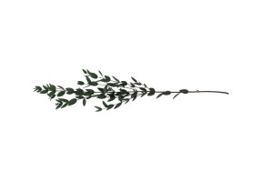 preserved-eucalyptus-parvifolia-11.