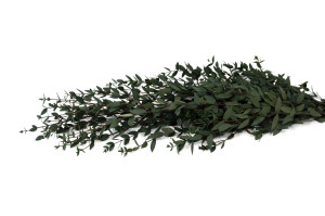 stabilisierte-eukalyptus-parvifolia-11