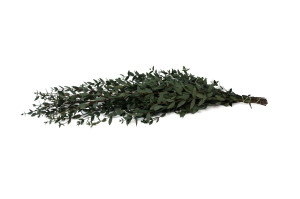 stabilisierte-eukalyptus-parvifolia-11.