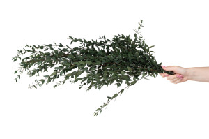 stabilisierte-eukalyptus-parvifolia-11.