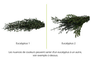 stabilisierte-eukalyptus-parvifolia-11.