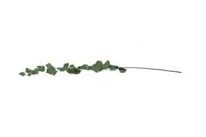 preserved-eucalyptus-stuartiana-6.